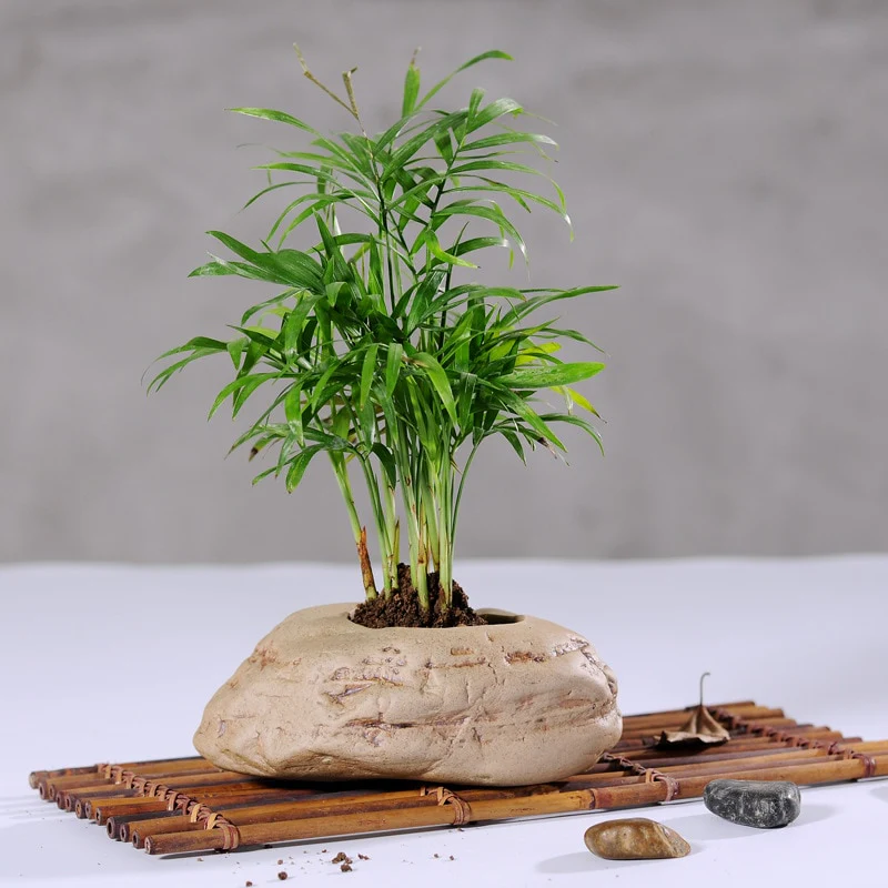 Bonsai Stone Planter - Image 3