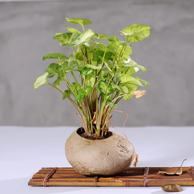 Bonsai Stone Planter - Image 4