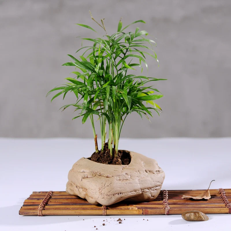 Bonsai Stone Planter - Image 5