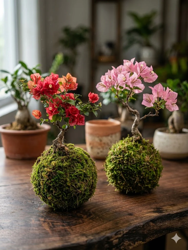 Bougainvillea Kokedama (Grown Bonsai) - Image 3