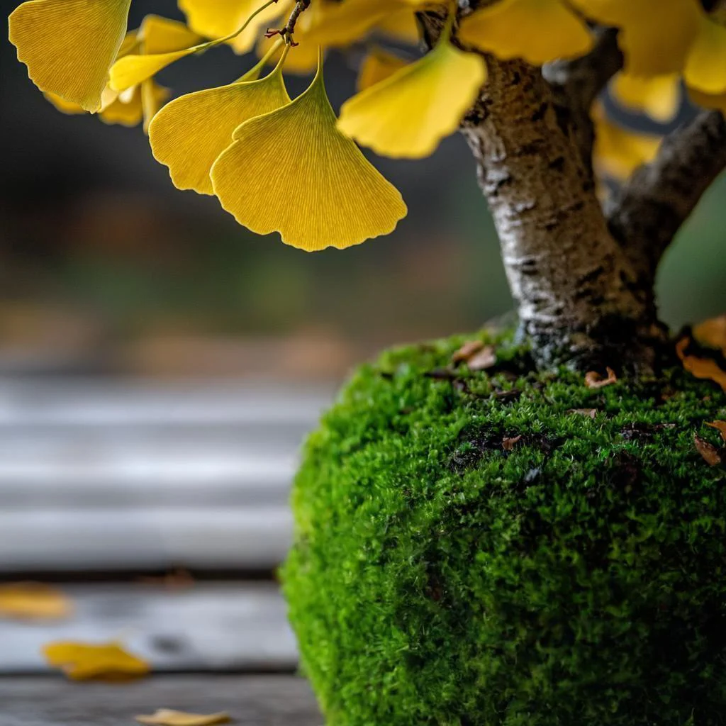 Gingko Tree Kokedama (Grown Bonsai) - Image 4