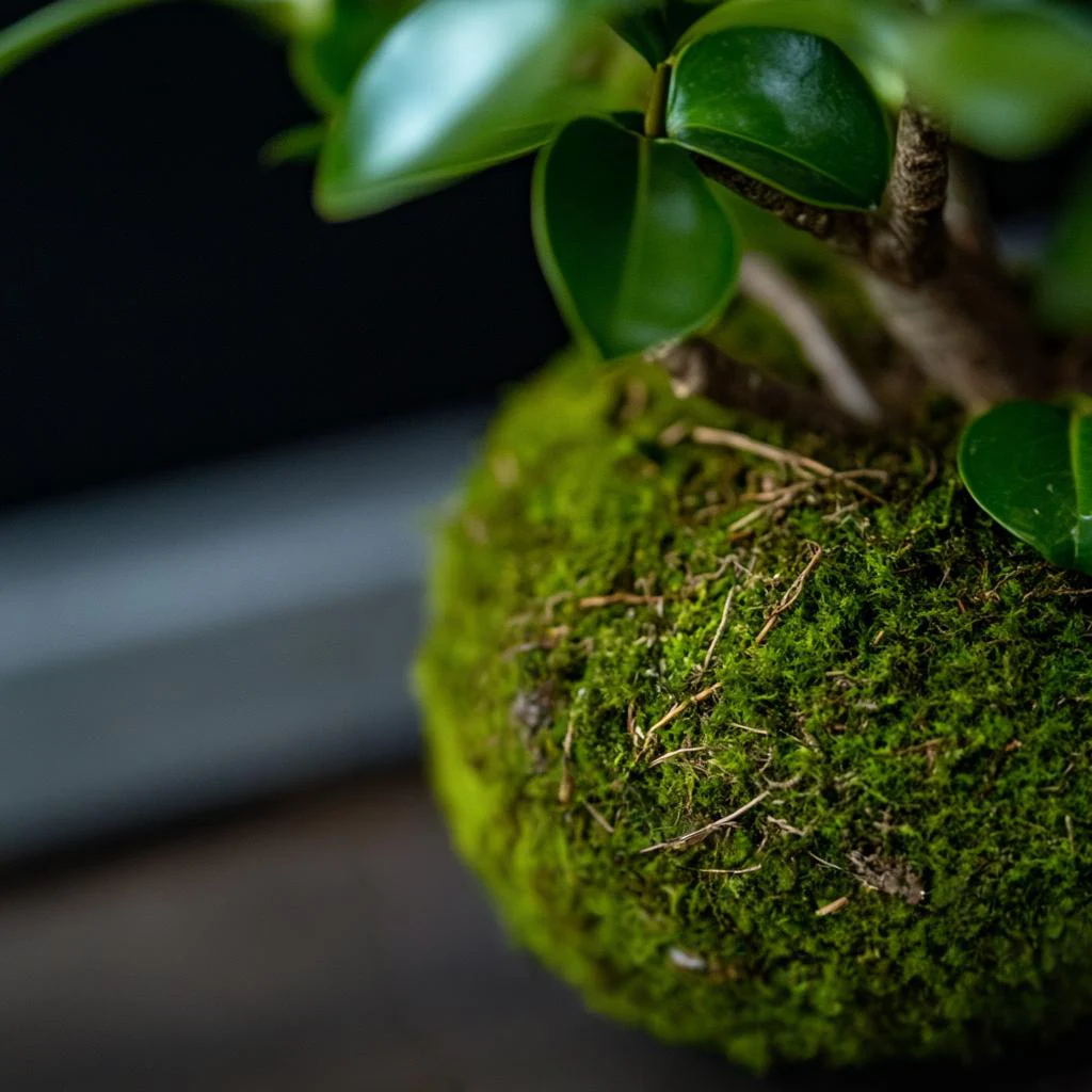 Ginseng Ficus Kokedama (Grown Bonsai) - Image 2