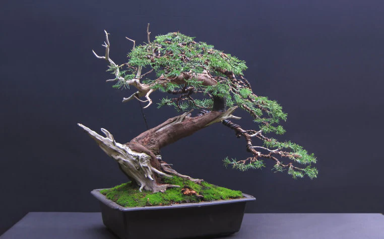 Gorgeous Juniper Bonsai - Image 3