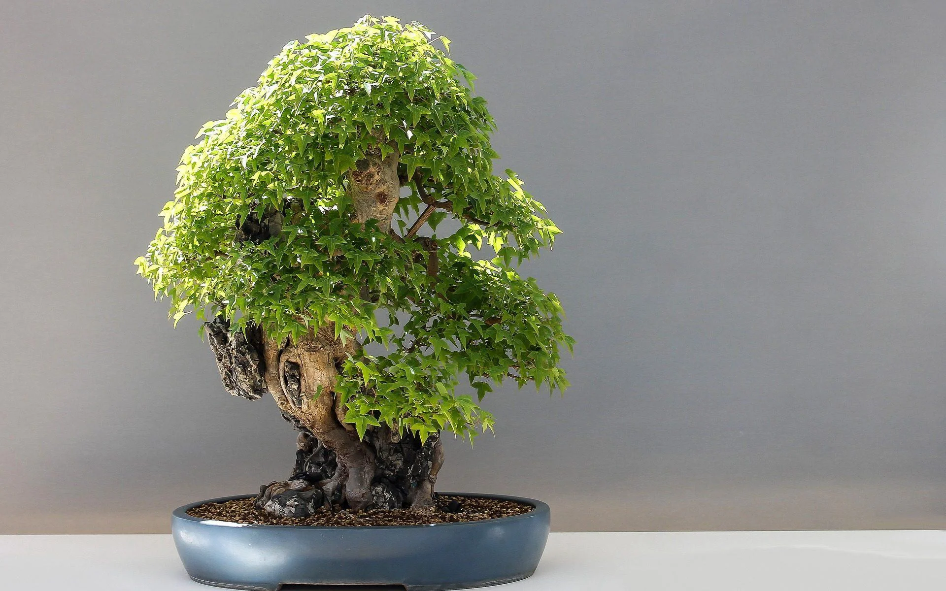 Japanese Maple (Momiji) Bonsai - Image 3