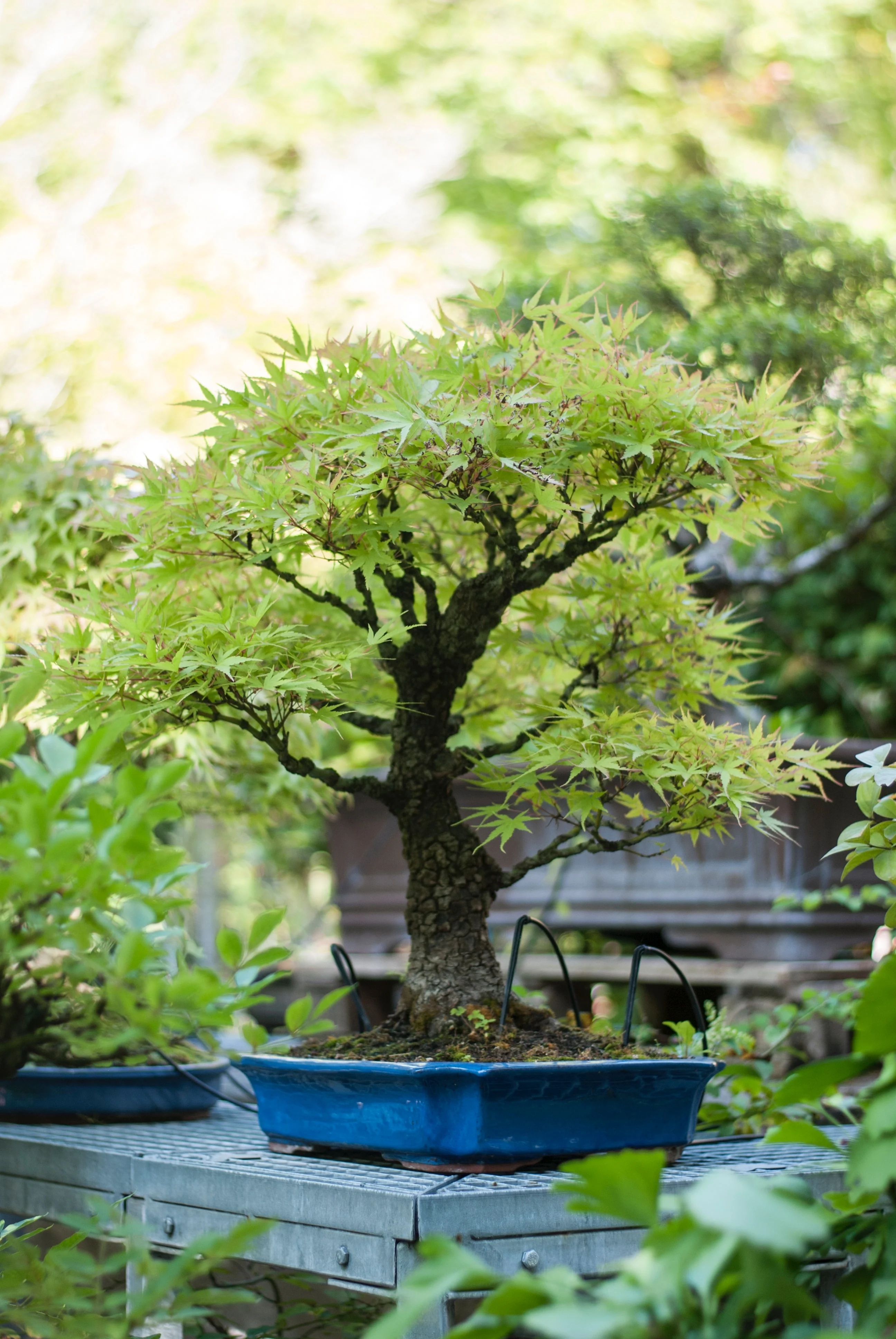 Japanese Maple (Momiji) Bonsai - Image 4