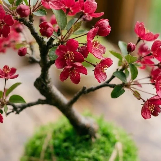 Grown Bonsai