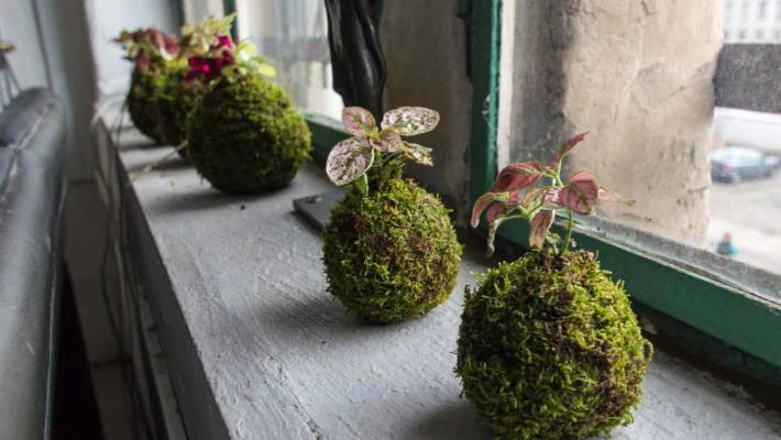Kokedama Moss Ball Bonsai Planter - Image 3