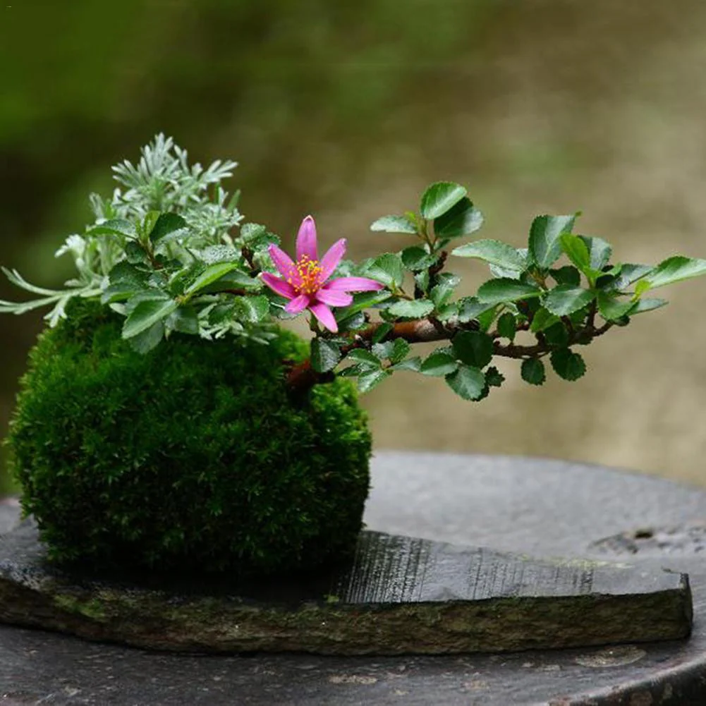 Kokedama Moss Ball Bonsai Planter - Image 4