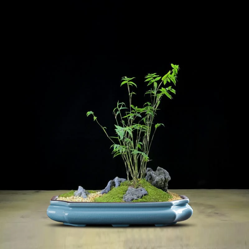 Low Profile Bonsai Pot - Image 9