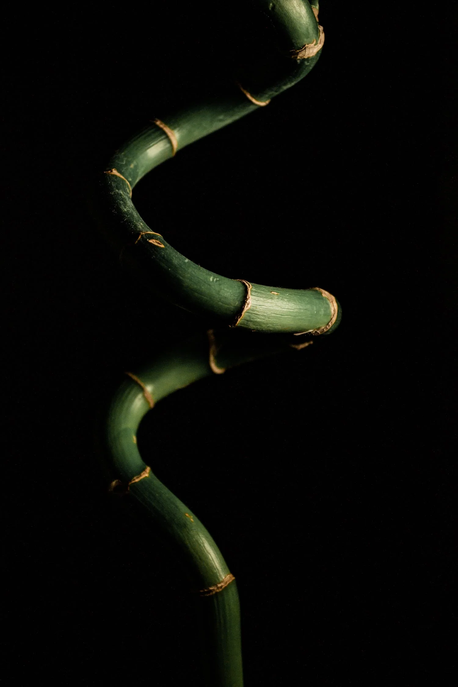 Arashiyama Bamboo - Image 4