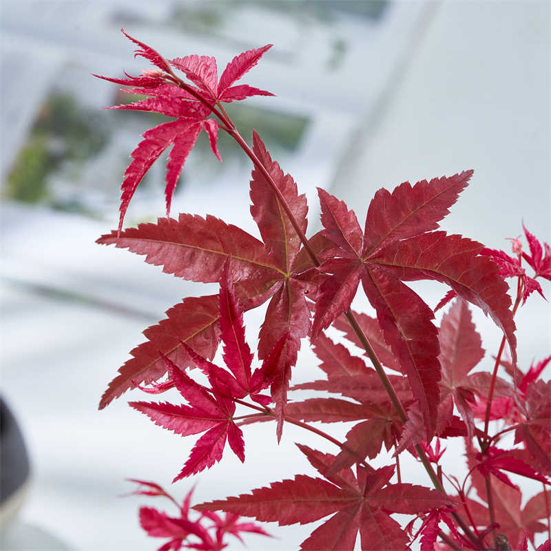 Momiji Kokedama (Grown Bonsai) - Image 3