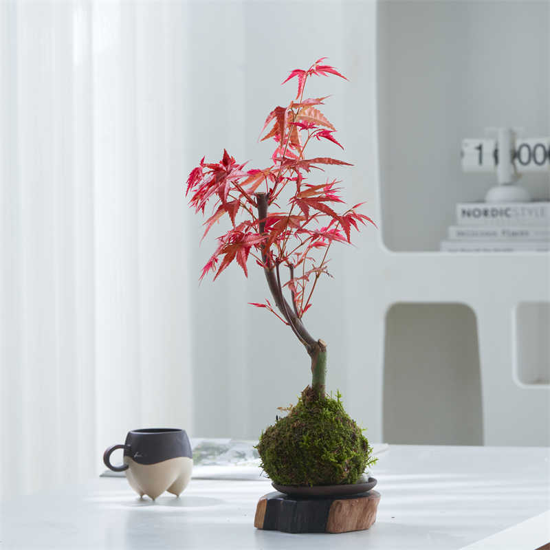Momiji Kokedama (Grown Bonsai) - Image 4
