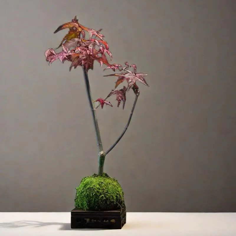 Momiji Kokedama (Grown Bonsai) - Image 5