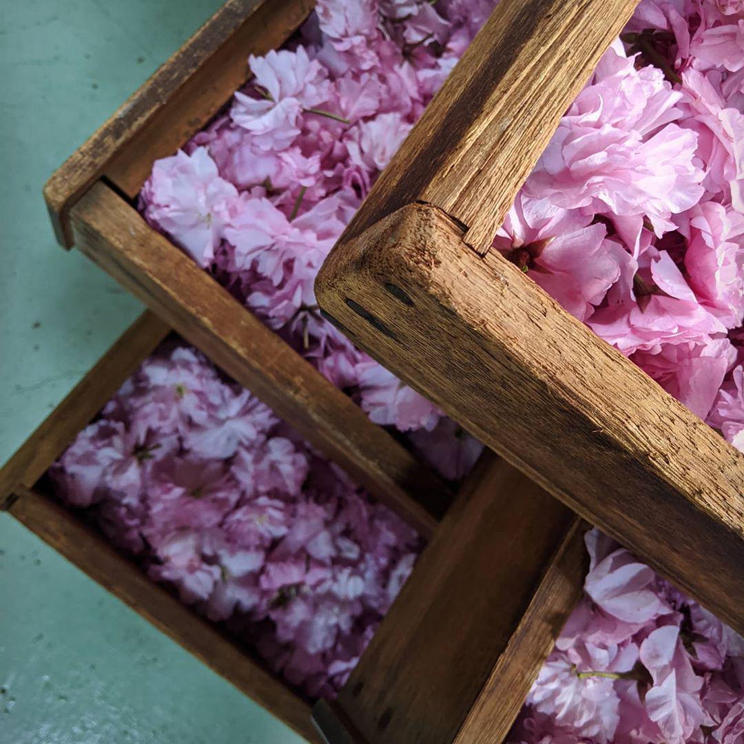 Natural Dried Sakura - Image 4