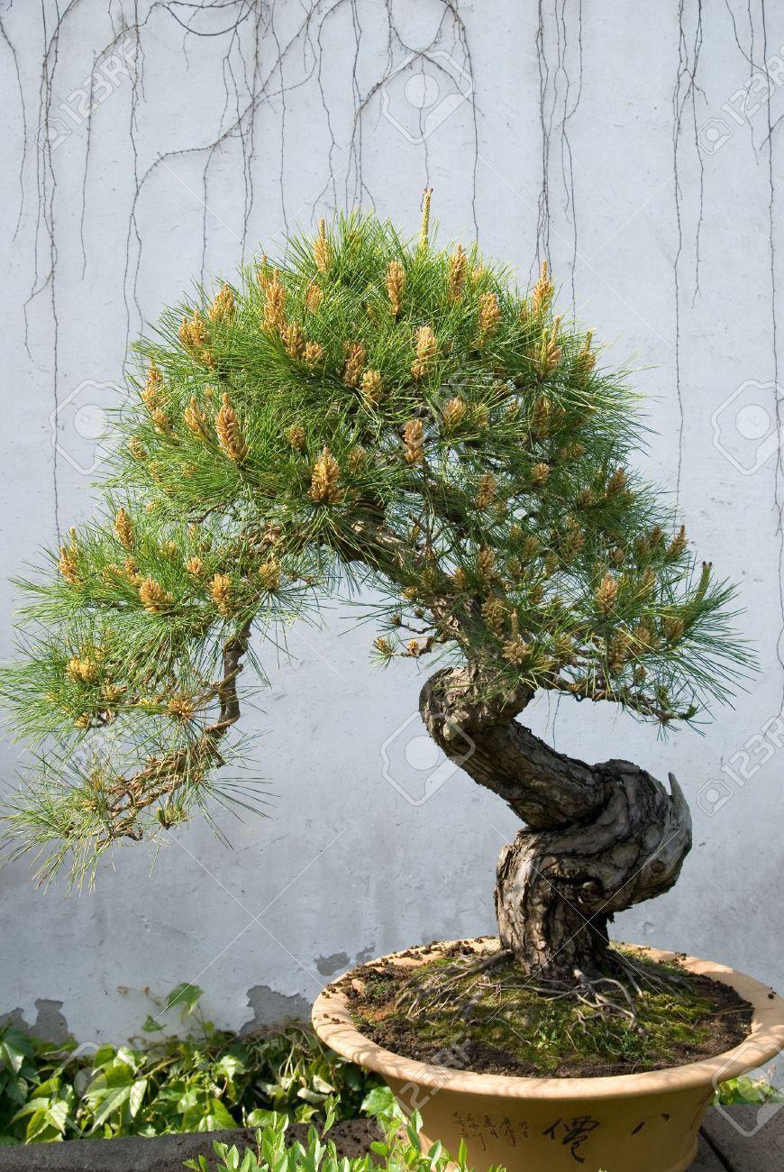 Osaka Bonsai Pine Tree - Image 3