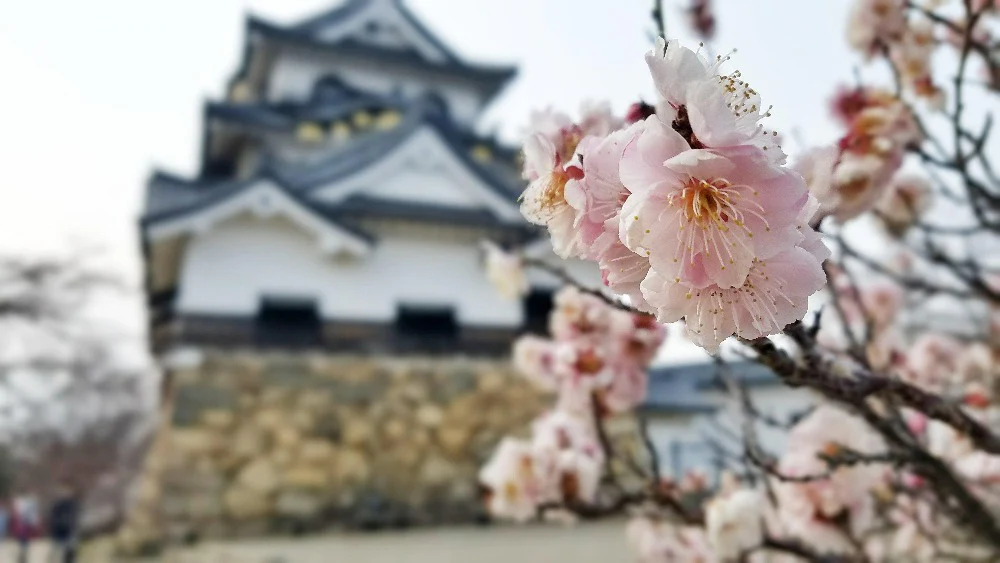 Rare Japanese Sakura Cherry Blossom - Image 3