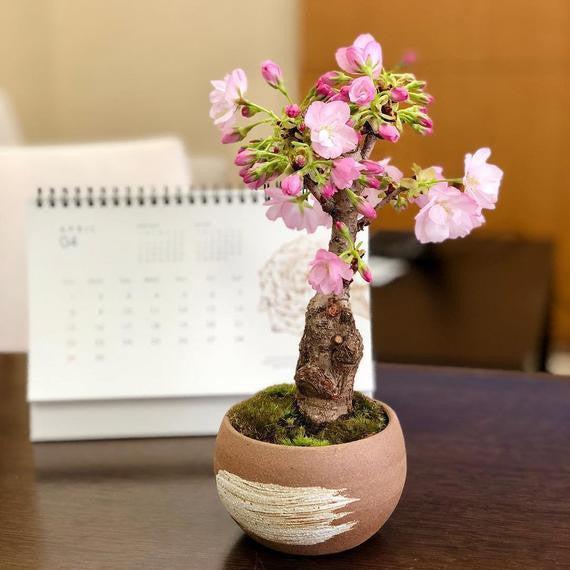 Rare Japanese Sakura Cherry Blossom - Image 4