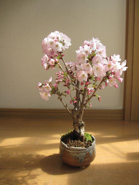 Rare Japanese Sakura Cherry Blossom - Image 6