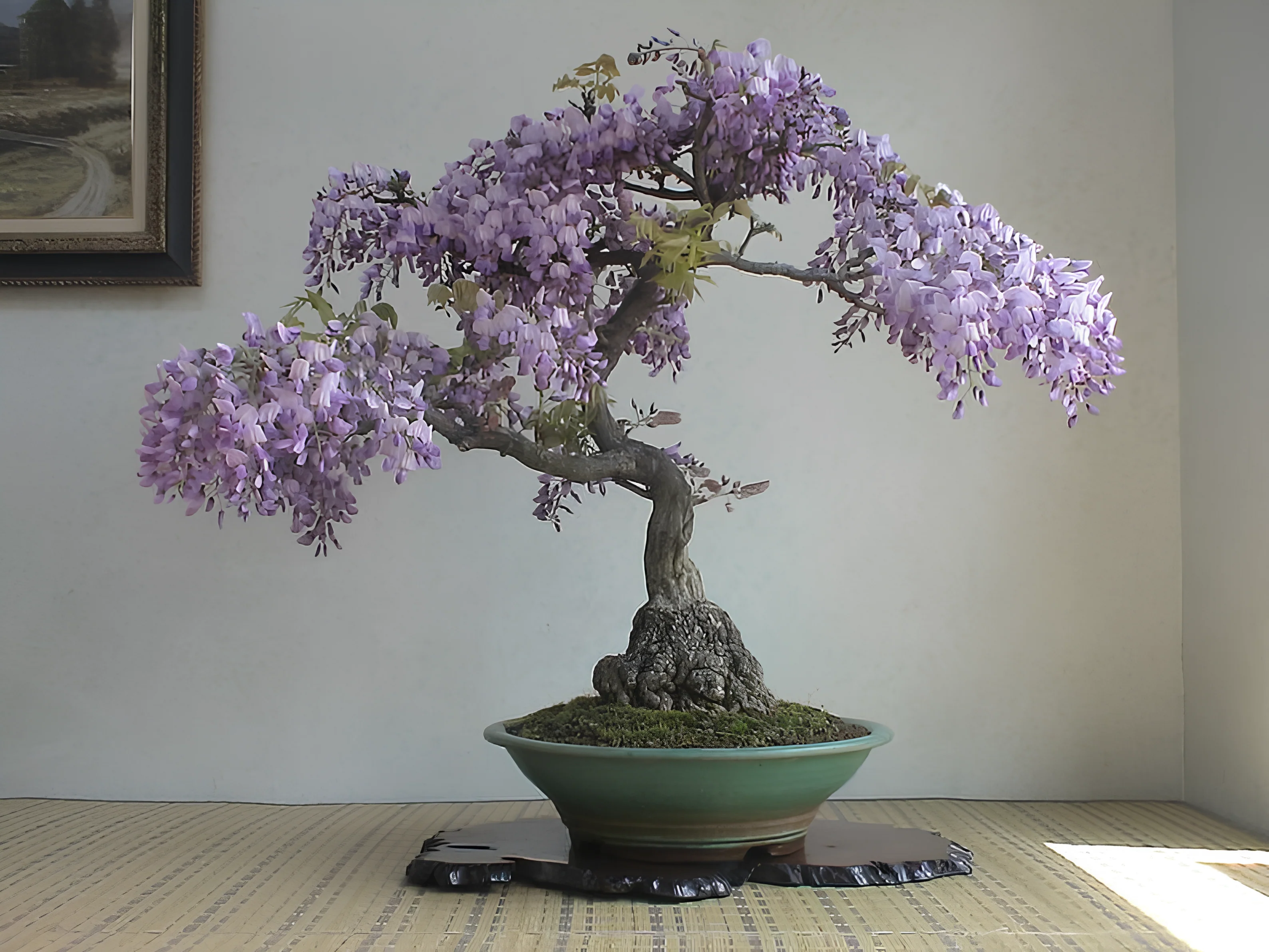 Mysterious Wisteria Bonsai - Image 3