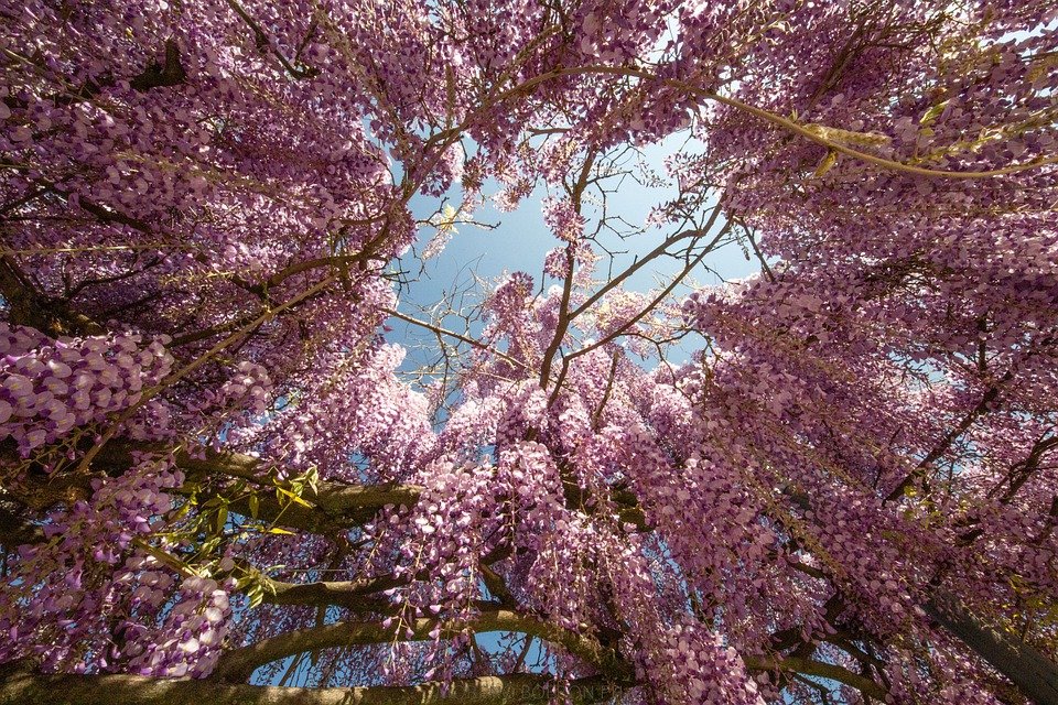 Mysterious Wisteria Bonsai - Image 4